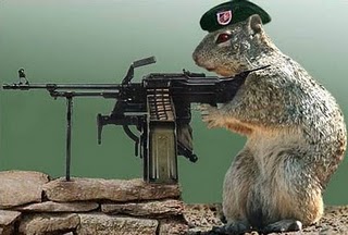 squirrel_war.jpg
