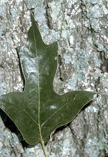 220px-Quercus_falcata_leaf_bark.jpg