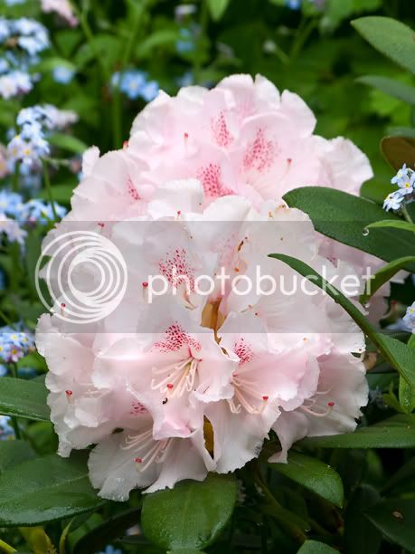 RhododendronIngridMehlquist2_web.jpg