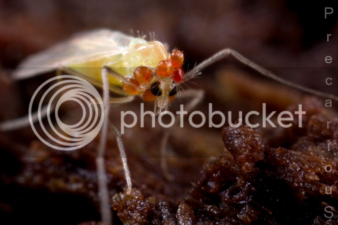 ParasiteFly_1796-sm.jpg