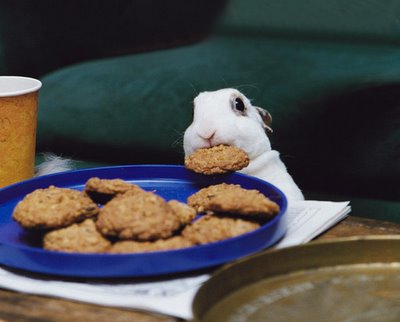 bunnystealingcookie4xs.jpg