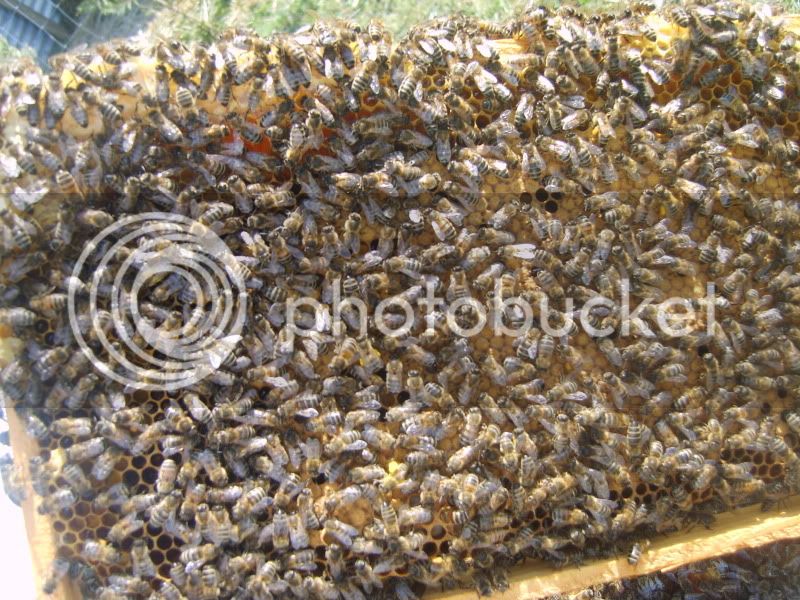 bees029.jpg