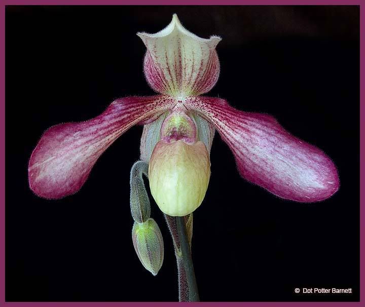 Paph_A-doribilNiverich.jpg