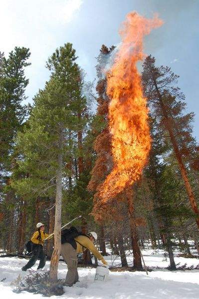 Burning_beetle_killed_pine.jpg