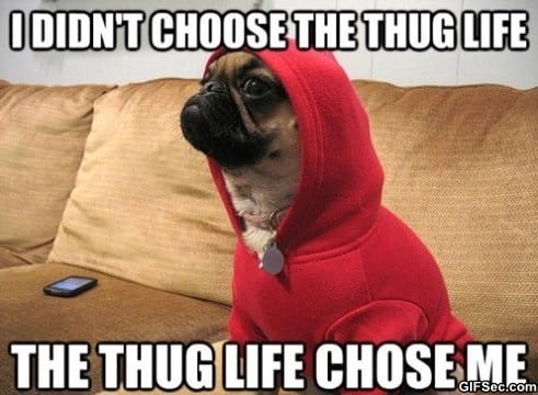 Thug-Dog.jpg
