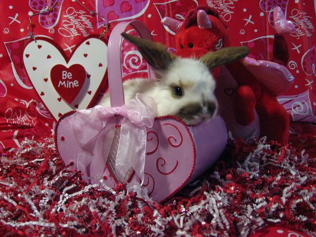 ValentineBunnies045.jpg