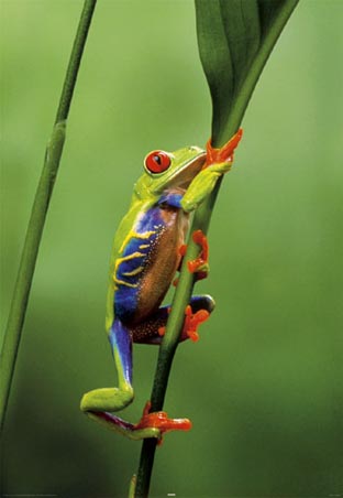 lghr14707+frog-in-the-jungle-red-eyed-tree-frog-poster.jpg