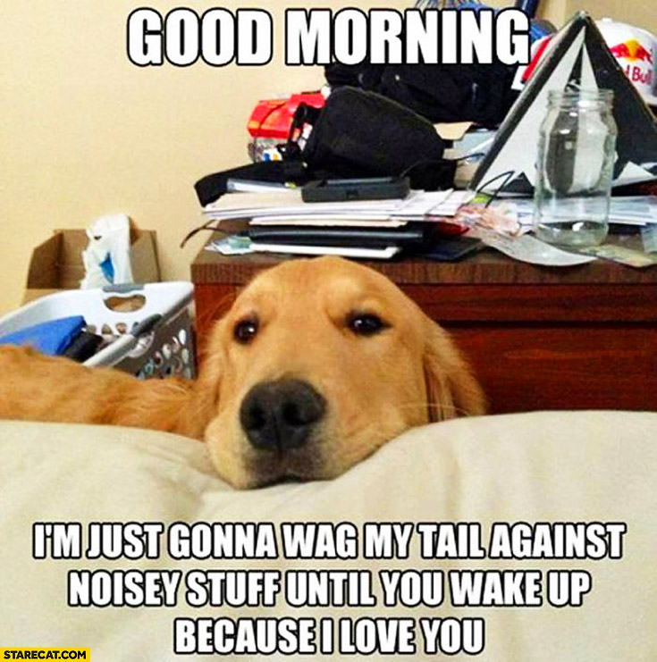 good-morning-im-just-gonna-wag-my-tail-against-noisey-stuff-until-you-wake-up-because-i-love-you-dog.jpg
