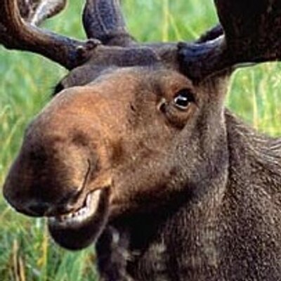 Moose_400x400.jpg