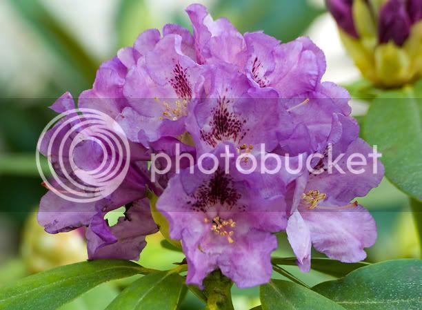 RhododendronTapestry_web.jpg