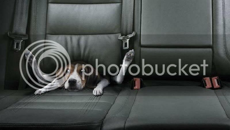 dogbackseat.jpg