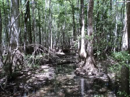 swamp1.jpg