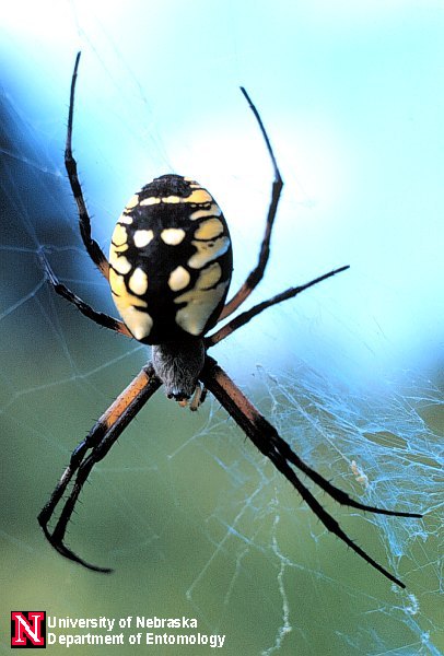 argiope_aur2.jpg