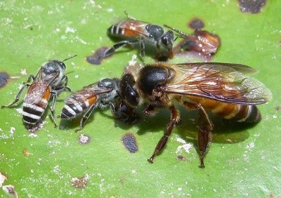 400px-Apis_Dorsata_en_Florea.jpg