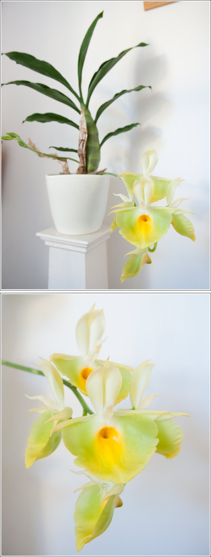 catasetum2012.jpg