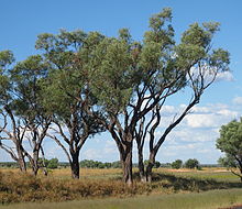 220px-Gidgee.jpg