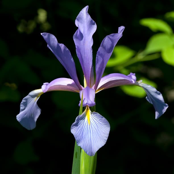 IrisspuriaLiliacinaweb.jpg