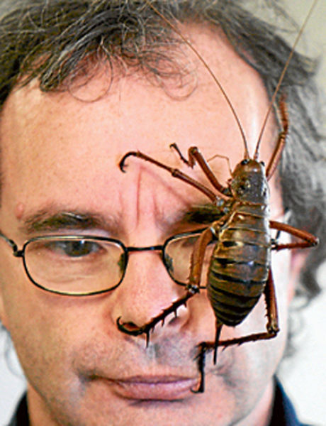 giant-weta-insect.jpg