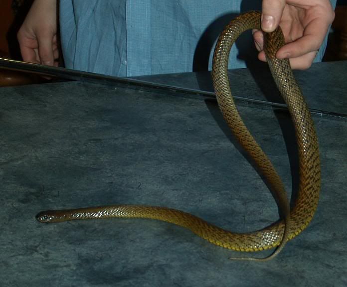 taipan1.jpg