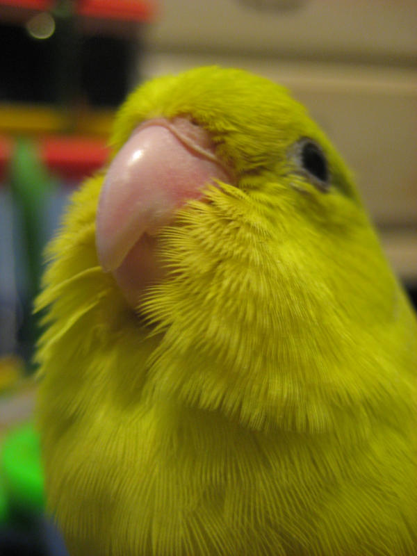 Pixie_the_Parrotlet_by_SirenGarg.jpg