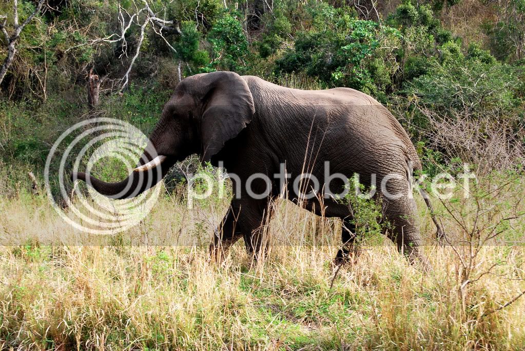 elephantingamepark01.jpg