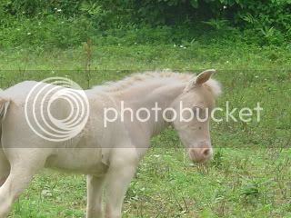 clippedfoals09068.jpg