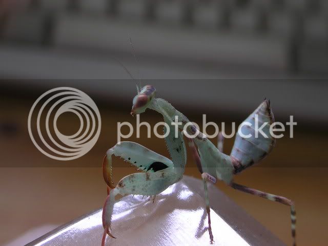 BUGS268.jpg