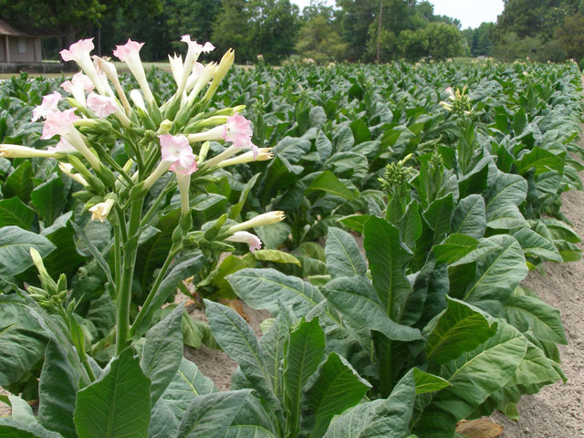 tobacco-flower-blog.jpg