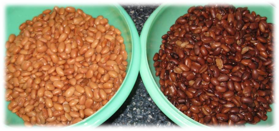 Cooked Pinto Beans - Copyright Your Family Ark LLC
