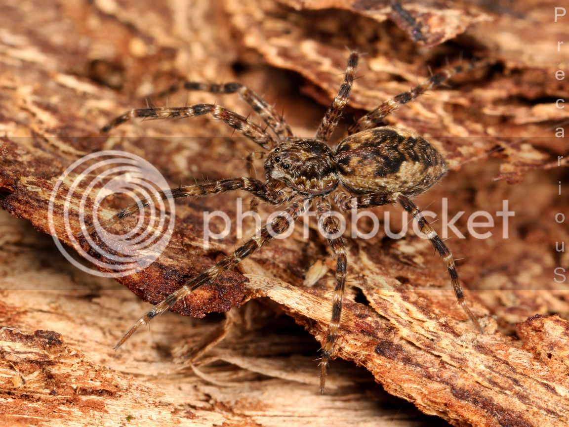 Spider_9672-sm.jpg