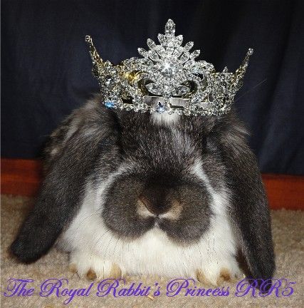 TheRoyalRabbitsPrincessRR5facewithcrown_zps31b2373c.jpg