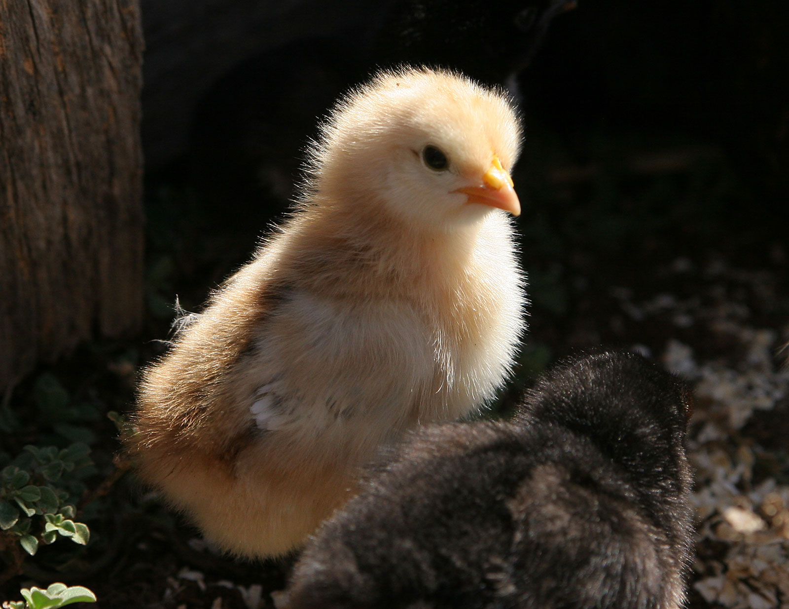Chick05.jpg