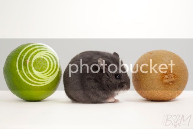 2010_01_11__BM__KiwiLimeHamster__1.jpg