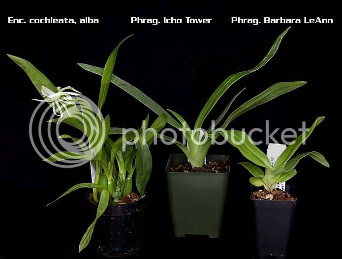 Fischer-Plants.jpg