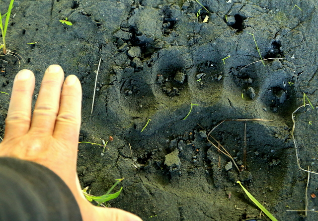 seward-bear-paw.jpg