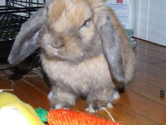 2005_0727BunBun0094.jpg