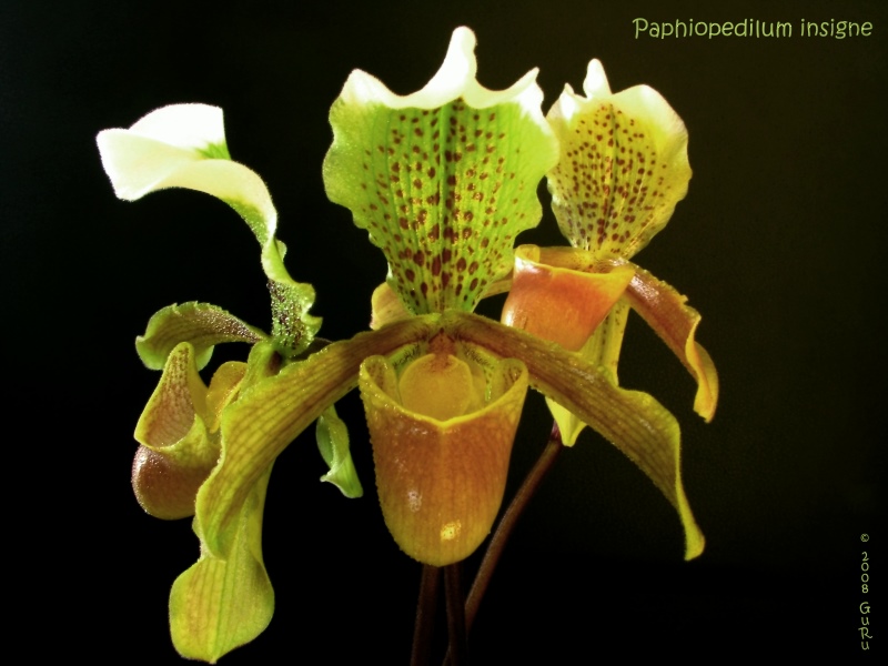 paph_insigne.jpg