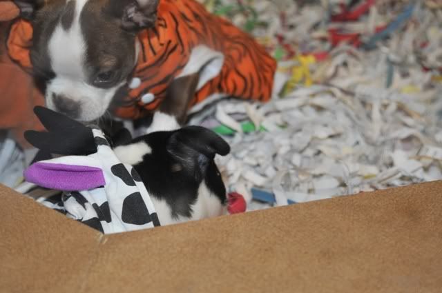 halloweenpuppies5.jpg