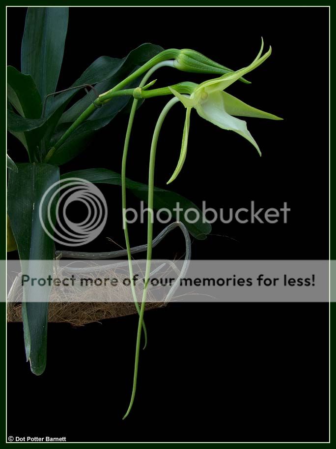 Angraecum_sesquipedale-Flower-amp-Bud_zpsc66a4e1d.jpg