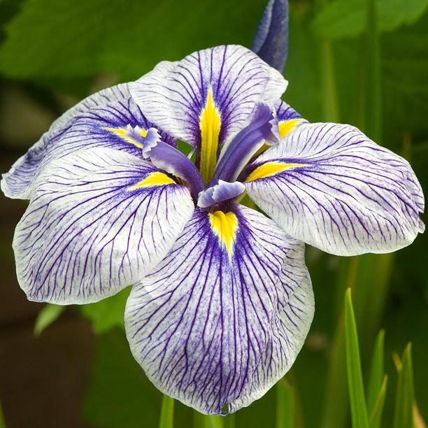 Irisensatabluedouble_web.jpg