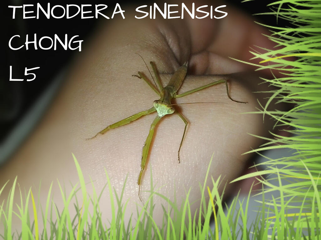 tenodera_sinensis_l5_chong_by_alexandersmantids-d7lv8xj.jpg