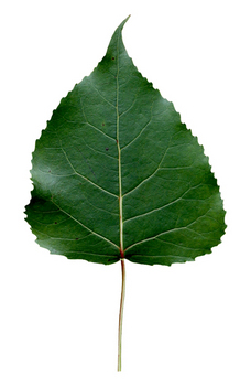 thumb_cottonwood-leaf-02.jpg