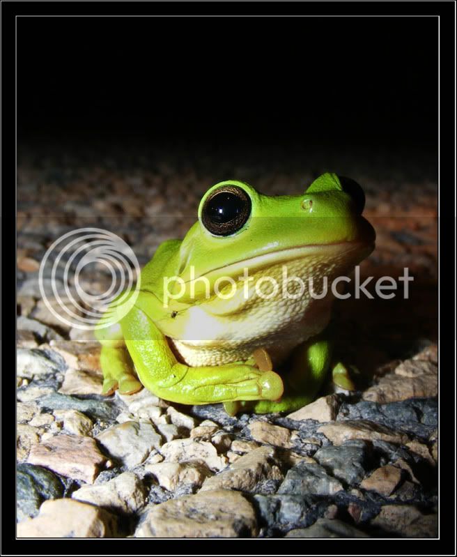 frog1.jpg