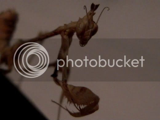 mantids022.jpg