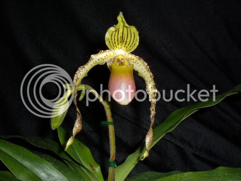 OrchidPictures2008037.jpg