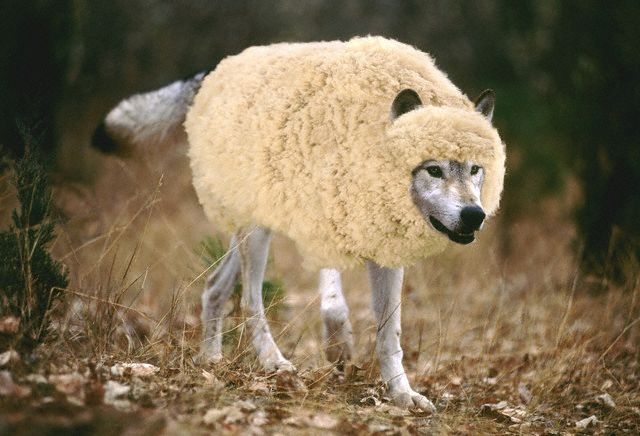 wolf-in-sheeps-clothing11.jpg