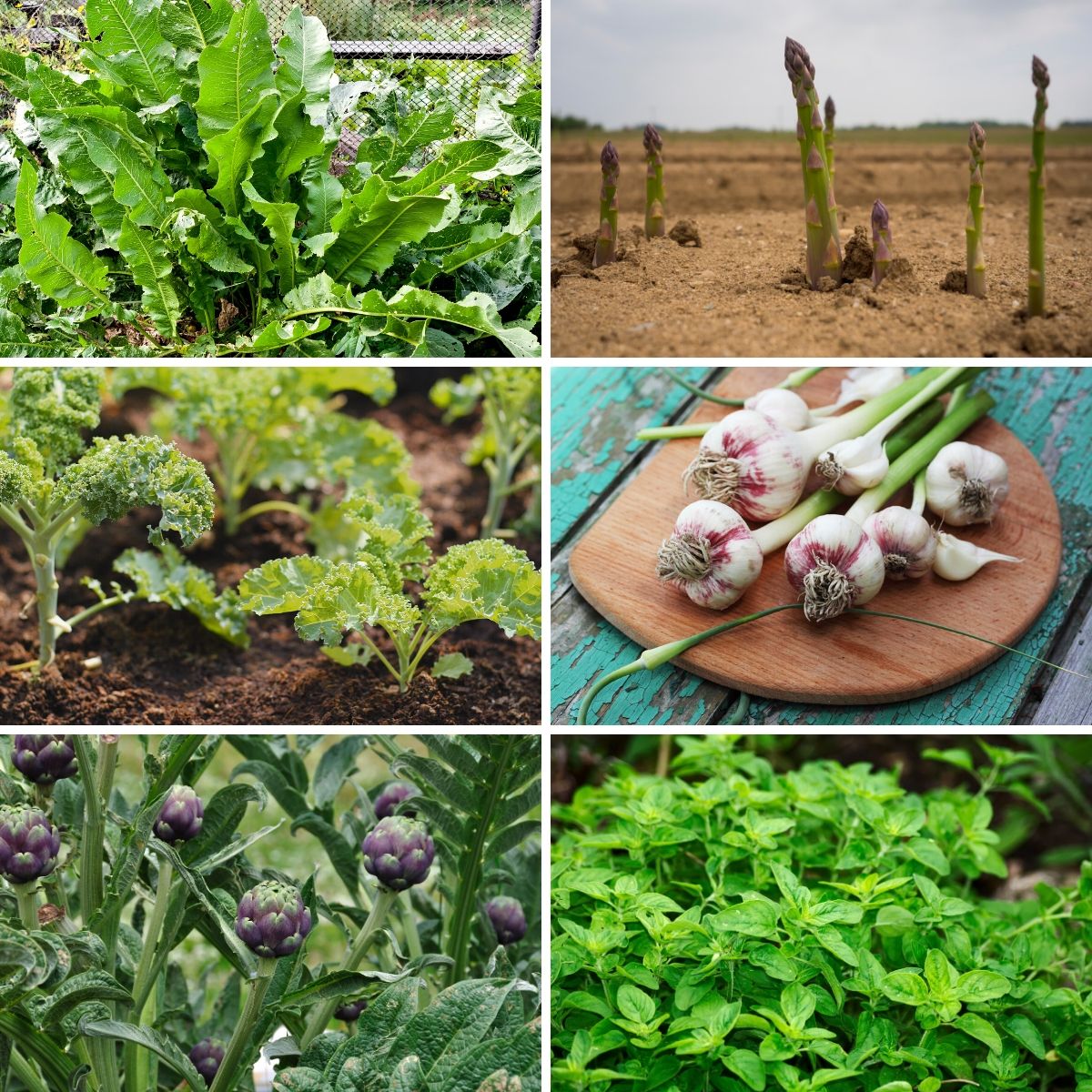 15 Perennial Vegetables and Herbs That'll Feed You For Years