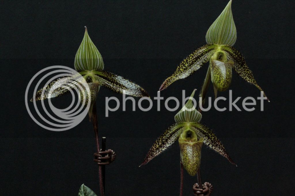 Paph%20wardii%20grp1_zpsiceshzzs.jpg