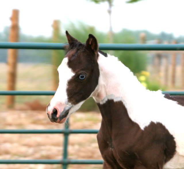 trixies05filly.jpg