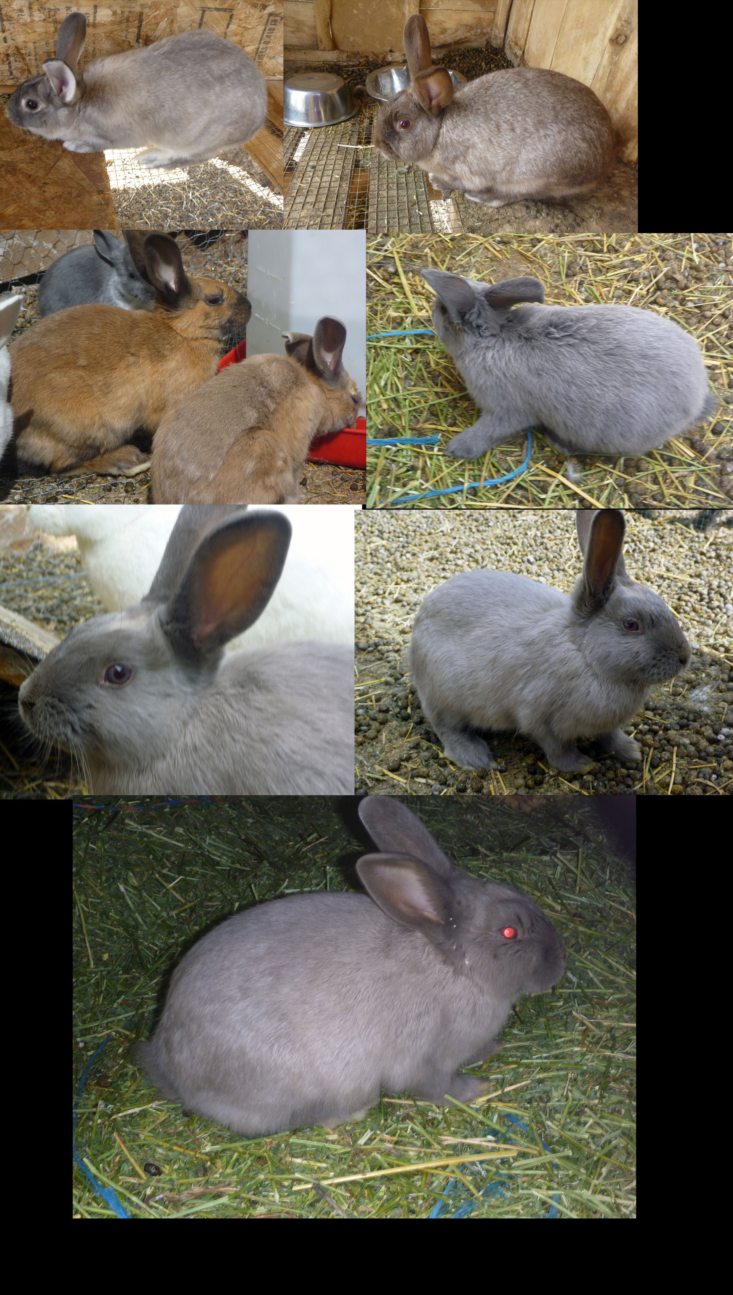 rabbit_colors_by_tricksters_taxidermy-d83b2y3.jpg